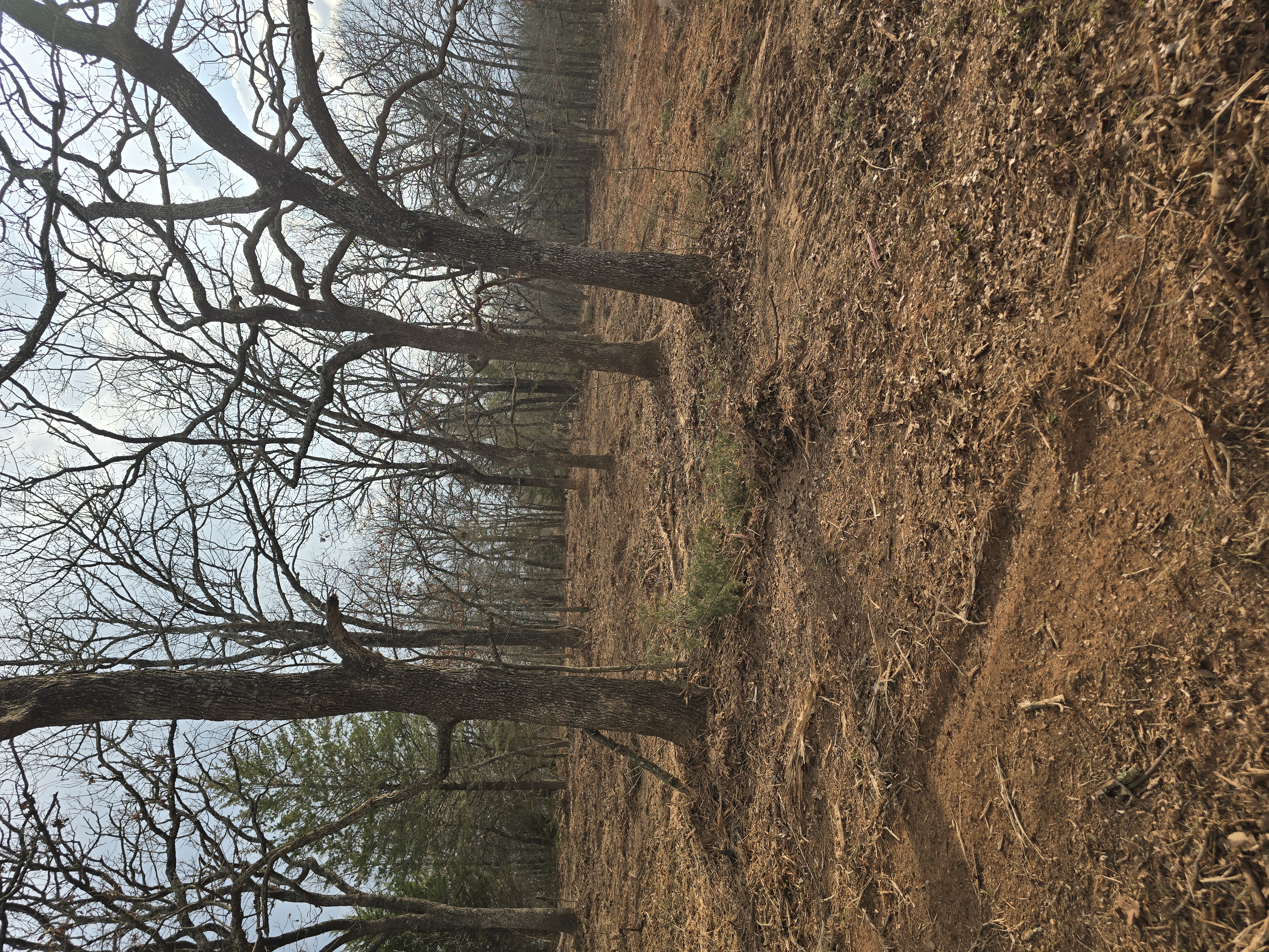 After: Cleared land with native oak trees preserved, mulch on ground