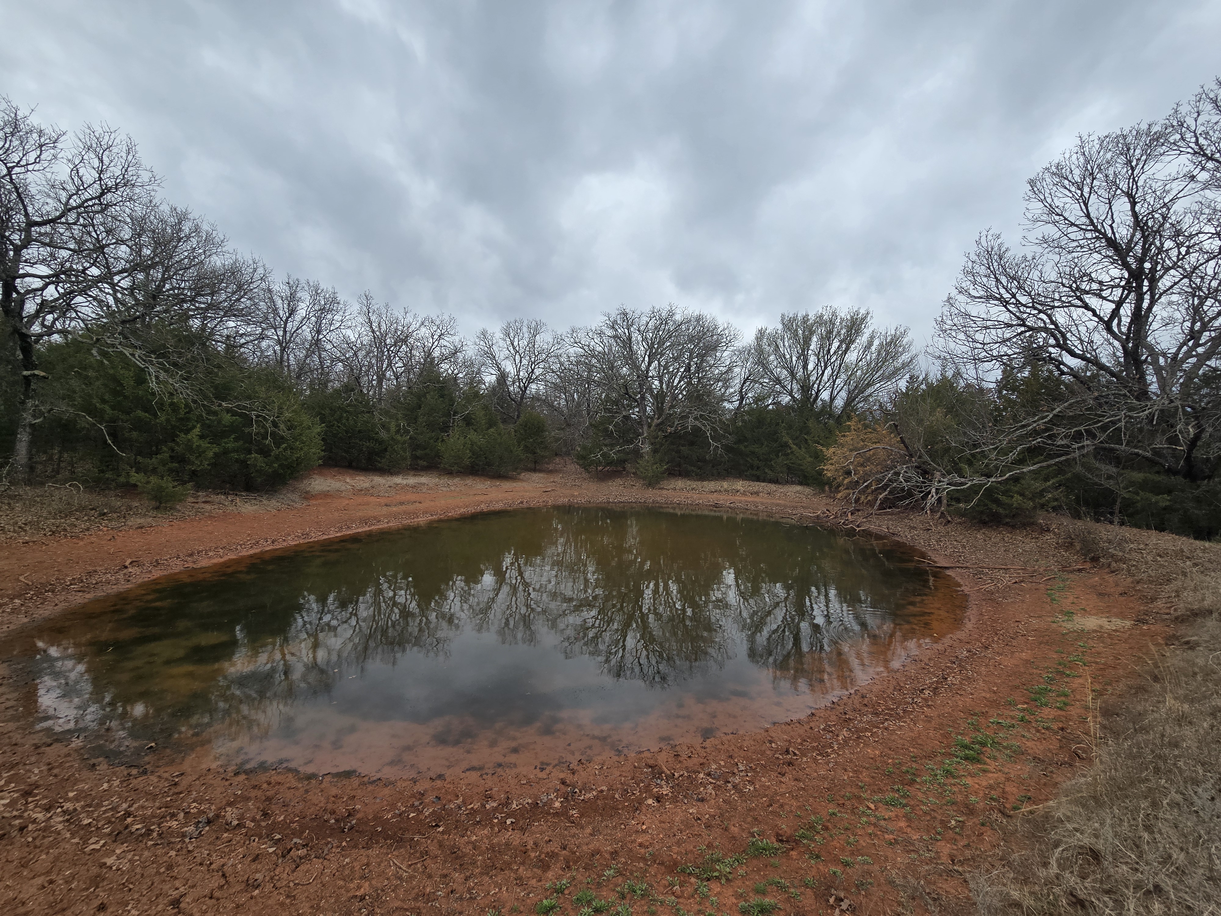 Before: Cedar trees crowding pond on Oklahoma property