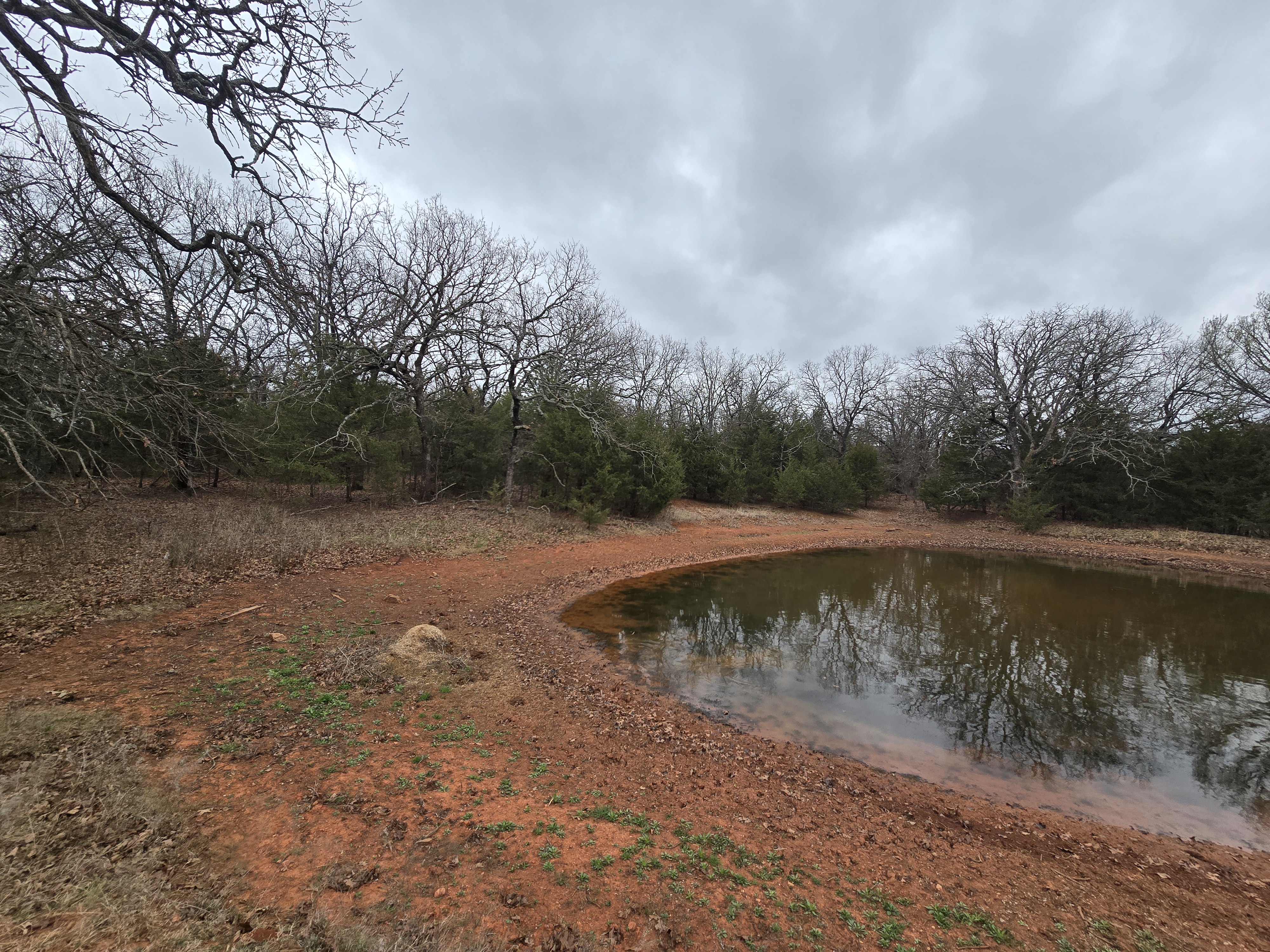 Before: Overgrown cedar and brush around pond on Oklahoma ranch